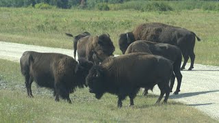 The Canadian Prairies, an amazing journey