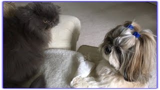 Why won't Lexi 😼play with Lacey? 🐶 | Sweet Shih Tzu dog vs. grumpy Blue Persian cat