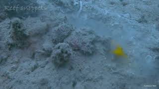 Cool yellow watchman goby and shrimp busy at work