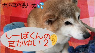 🐾柴犬しーばくんの耳かゆい 2 [ 犬の耳の病気、炎症・犬の突然のふらつき.外耳炎.中耳炎・柴犬のアレルギー ] 犬の耳の洗い方、犬の耳の洗浄のやり方・方法・犬の耳掃除、柴犬耳掃除