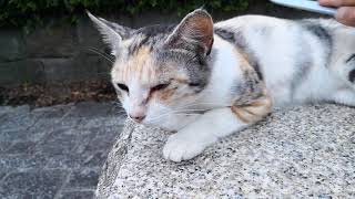 パステル三毛猫がモフられにやってきた。