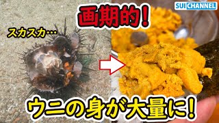 スカスカのウニが高級ウニに大変身！その方法が凄すぎた！【岩手の海】