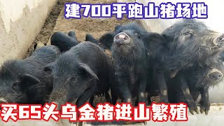 【合集】买65头乌金猪进山繁殖，建700平跑山猪场地，看看需要投入多少钱！【王玮先生】