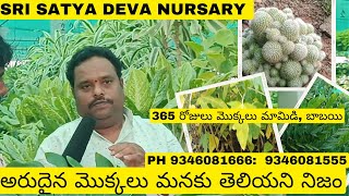 Sri Satya deva nursery/ kadiyapulanka best nursery