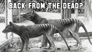Resurrecting the Extinct Tasmanian Tiger
