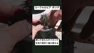 買ってきたホリダを植え替える　＃ホリダ　＃ユーフォルビア　＃多肉植物