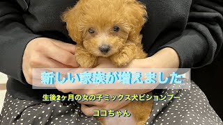 新しい家族が増えました(生後2ヶ月の女の子ミックス犬ビショプー)