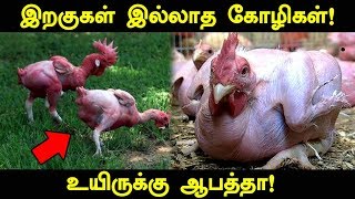 இறகுகள் இல்லா கோழிகள்! மனித உயிருக்கு ஆபத்தா? | How Featherless Chicken Affects Human