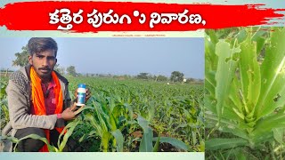 మొక్కజొన్నలో కత్తెర పురుగు నివారణ, కొత్త మందు