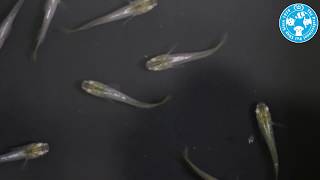 【チャーム】銀河メダカ／銀河めだか ヒカリメダカ Oryzias latipes var. charm動画