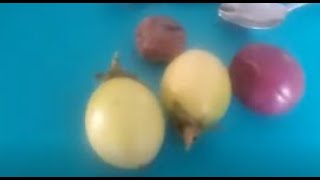 A comparison of Fredericks and Yellow Passion Fruit.  My first Yellow Passion Fruit