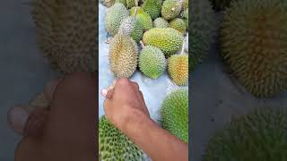 Hasil kutip Durian