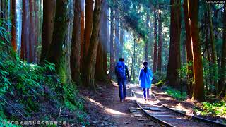 漫步在陽光灑落林間の特富野古道