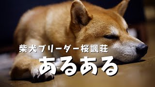 【柴犬ブリーダー桜諷荘】　あるある