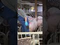 pigs that make farming epic shorts