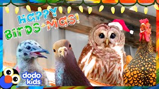 Meet the Happy Birds of Birdsmas | 40 Minutes of Animal Stories | Dodo Kids