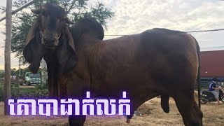 គោបាដាក់លក់ បើស្រឡាញ់អាចទាក់ទងបាន | Cow Cambodia - Cambodia Cow Farm - Cow Raising in Cambodia