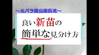 春です。良い新苗の簡単な見分け方　私の経験から見分けるポイントをいくつか紹介します。