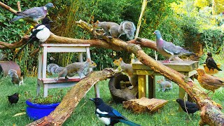 24/7 Cat TV No Ads 🕊️ Best of Wild Birds & Squirrels in a Garden 🐿️ Videos for Cats to Watch 4K HDR