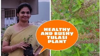 How to grow healthy and bushy Tulasi?Growing  tips./తులసి మొక్కను గుబురుగా పెంచడం ఎలా?#seeds