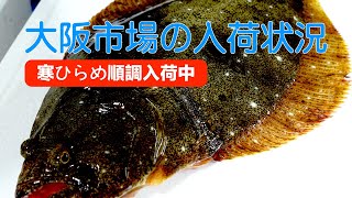 【中央市場】「身が締まり甘味増す今が旬！寒ヒラメが各地から入荷」Flounder Caught in Cold Weather is the Best Delicacy