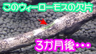 【適当でも増えまくる簡単水草】　ウィローモス３ヵ月　ロタラ２ヵ月　の成長