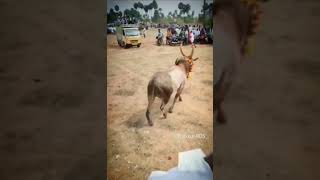 A.Thekkur kovil kaalai ayyan |#jallikattukaalai |#subscribe |#like |#whatsappstatus |#subscribe 💥🙏🙏👑