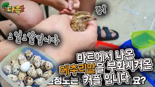 달걀 무한생산. 마트에서 사온 메추리알을 부화시켜온 커플입니다.