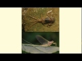 Aquatic Invertebrates - L4.9