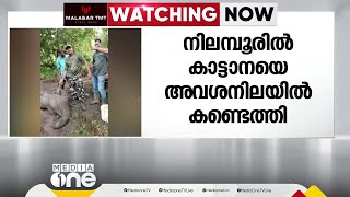 മലപ്പുറം നിലമ്പൂർ പോത്തുകല്ല് വനംസ്റ്റേഷൻ പരിധിയിൽ കാട്ടാനയെ അവശനിലയിൽ കണ്ടെത്തി