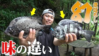 幻の高級魚イシダイとイシガキダイの食べ比べ！味の違いを検証しました！