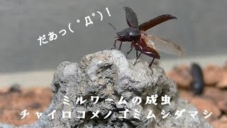 【閲覧注意】ミルワーム飼育の楽しさ、奥深さ。【チャイロコメノゴミムシダマシ】