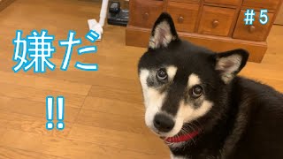 柴犬を雨の日に散歩にさそったら・・・（№5）