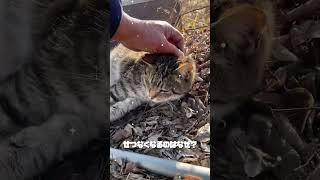 秋田犬長毛のカイお散歩コースに住む猫たち元気ちゃんをみて