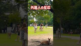 【外国人の反応】鹿に突かれた外国人観光客🦌奈良公園