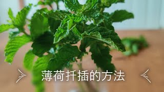 【我的有机小菜园】薄荷扦插的方法