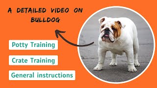 How to Train a Bulldog : (Obedience, Potty & Crate Training)