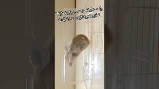 下から見るハムスターもかわいいんだこれが！#ハムスター#hamster#可愛い#癒し#ペット#動物#shorts