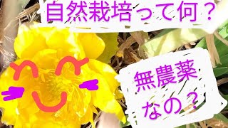 自然栽培についてvol.１　自然農法果樹園アイアイファーム　自然農法家ともちゃん　2024/2/ 11/茨城県常陸大宮市野上