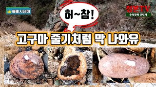 619.허~참! 고구마 줄기처럼 막 나와유 #수석탐석 #수석 #탐석