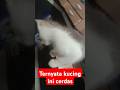 Ternyata kucing ini cerdas #cat #kitten #pets #cutecat #meow #cute #catlover