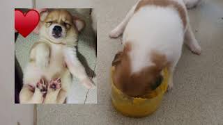 Food makes puppies grow faster អាហារធ្វើអោយកូនឆ្កែលូតលាស់លឿន