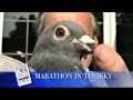 World of Pigeons: Oldest Feathered Friend and Marathon in the Sky