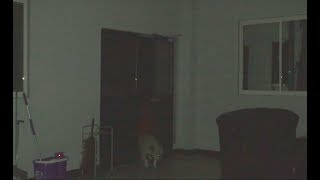 半夜比特犬撞門進來屋內