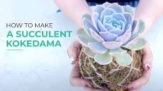 4 STEPS To Make A Simple SUCCULENT KOKEDAMA (Succulent in a Moss Ball)