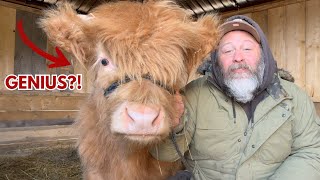 Is our Highland Bull Calf A GENIUS?! (8 months old) + bedroom makeover progress