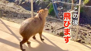 A capybara's amazing jump!