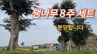 754번 #팽나무 {{{판매중}}} 팽나무 8주 세트/ 판매가격은 \