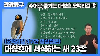 대청호에 서식하는 새 23종 / 수어로 즐기는 대청호 오백리길⑤