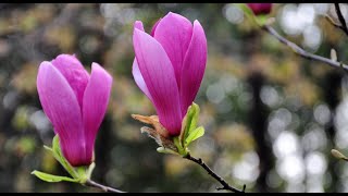 春天花会开（2/8）——玉兰   Spring flowers(2/8)——Magnolia denudata Desr